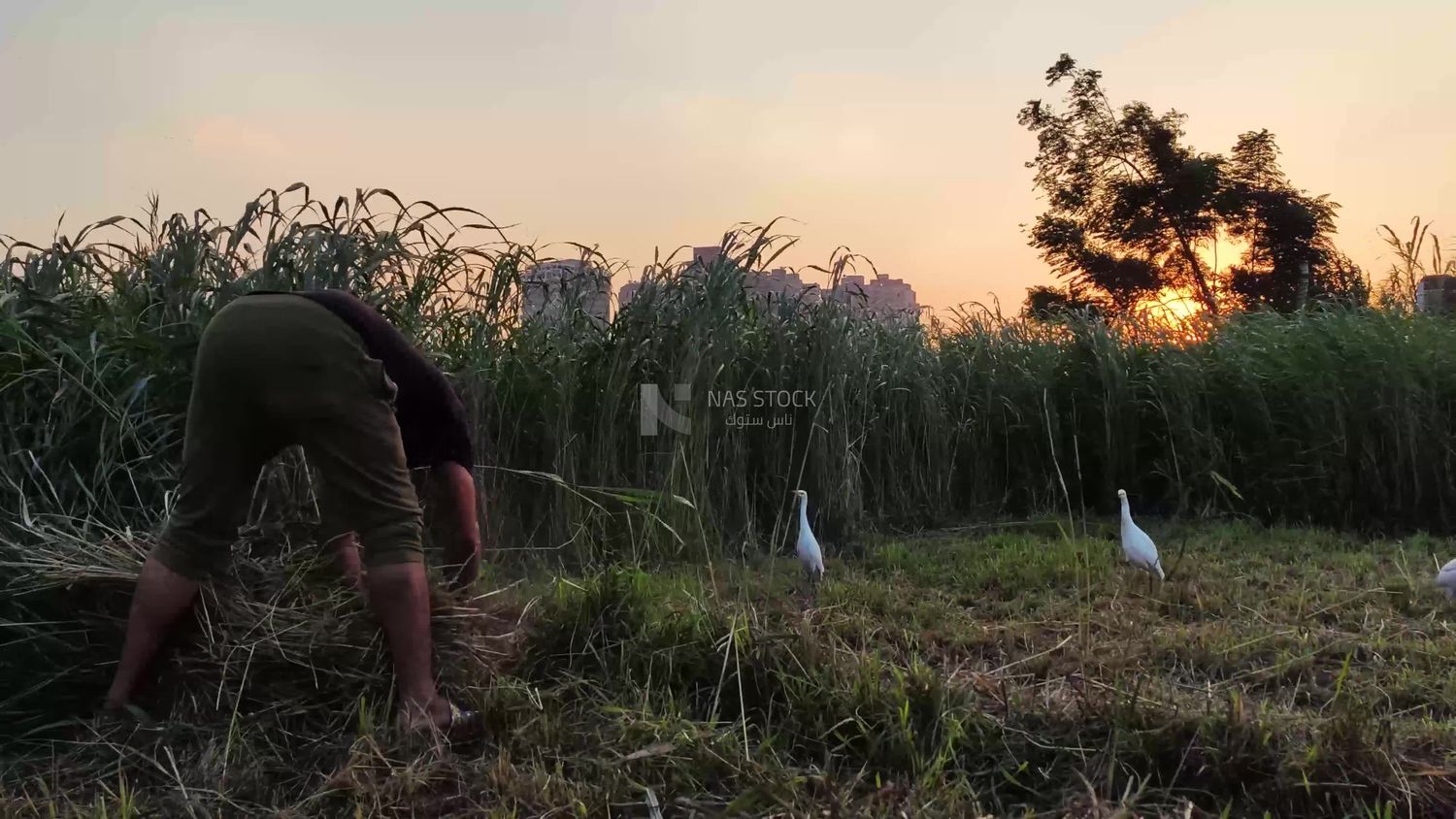 Egyptian man harvesting agricultural land