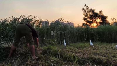 Egyptian man harvesting agricultural land