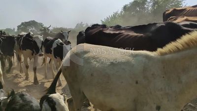 Group of livestock (buffalo and sheep) walking in a herd