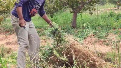 Man working on a farm