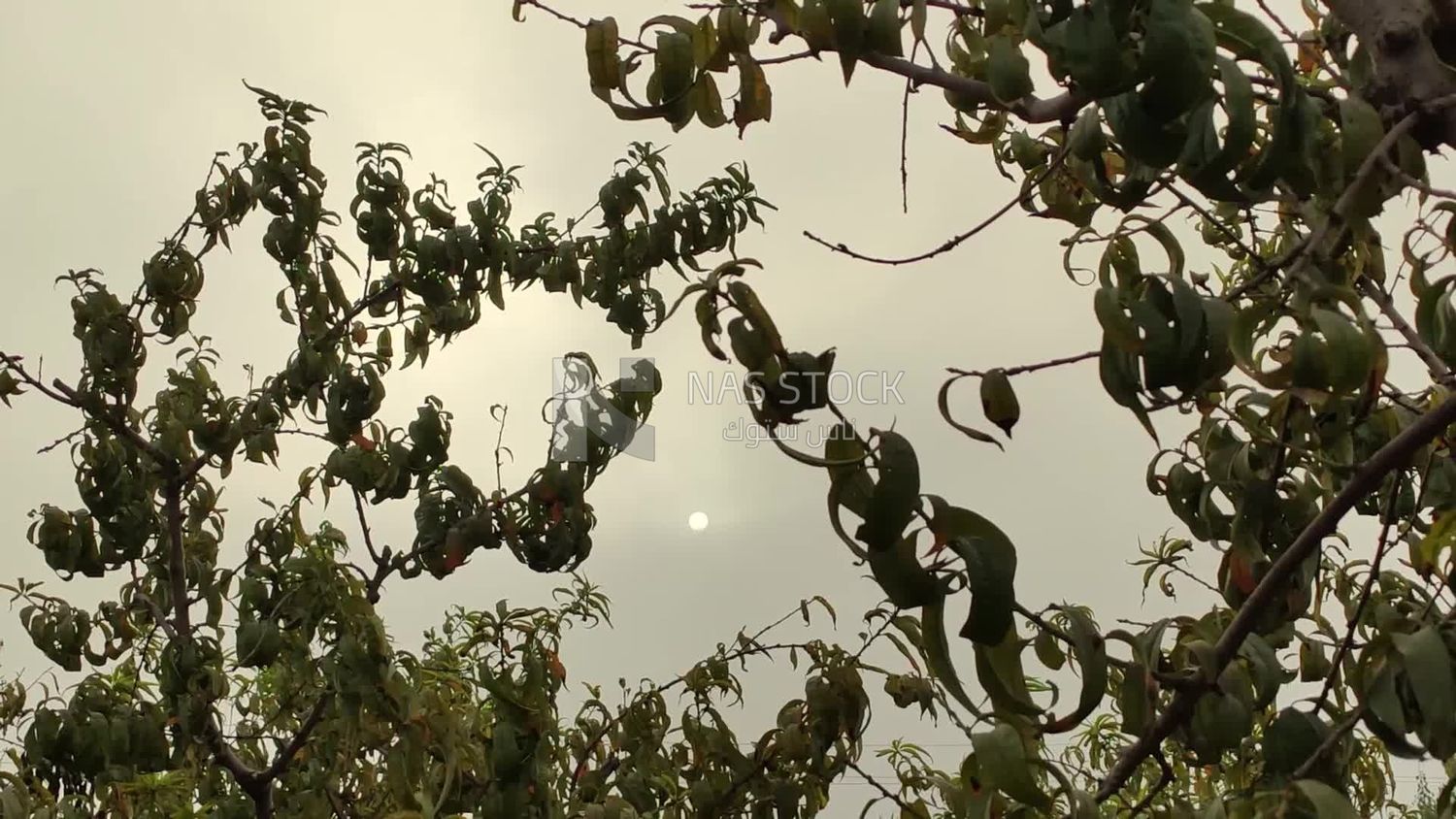 Stunning view of the moon through the branches and leaves of trees