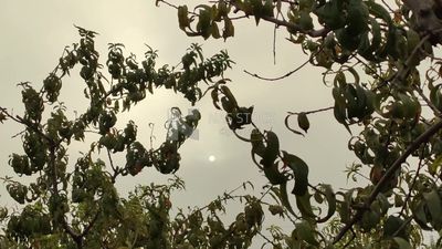 Stunning view of the moon through the branches and leaves of trees