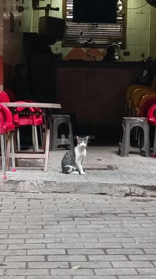 Video showing a cute cat standing in front of a small popular cafe in Zamalek, Cairo