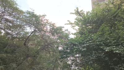 Video showing a natural view of the sky through trees