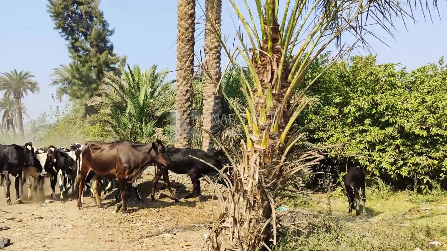 Agricultural land in rural Egypt with crops, cows and livestock