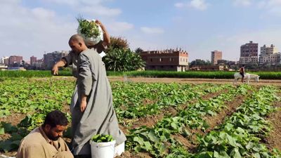 Egyptian farmers in the agricultural land harvesting the cucumber crop