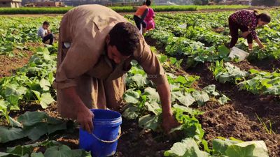 Farmer checks the safety of the crop and gets rid of any unfit plants