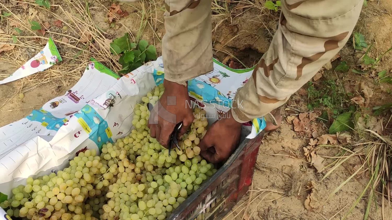 Farmer sorts and cleans the grapes and then puts them in boxes
