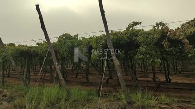 Trees of grapes on a farm