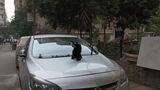 Video showing a cat standing on a parked car in a street in Zamalek, Cairo