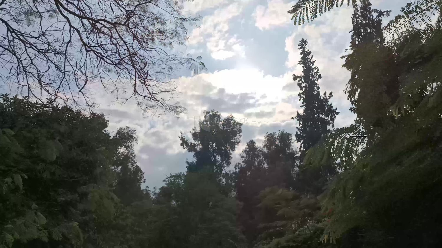 Video showing a stunning natural view of the sky and dense trees