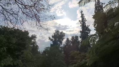 Video showing a stunning natural view of the sky and dense trees