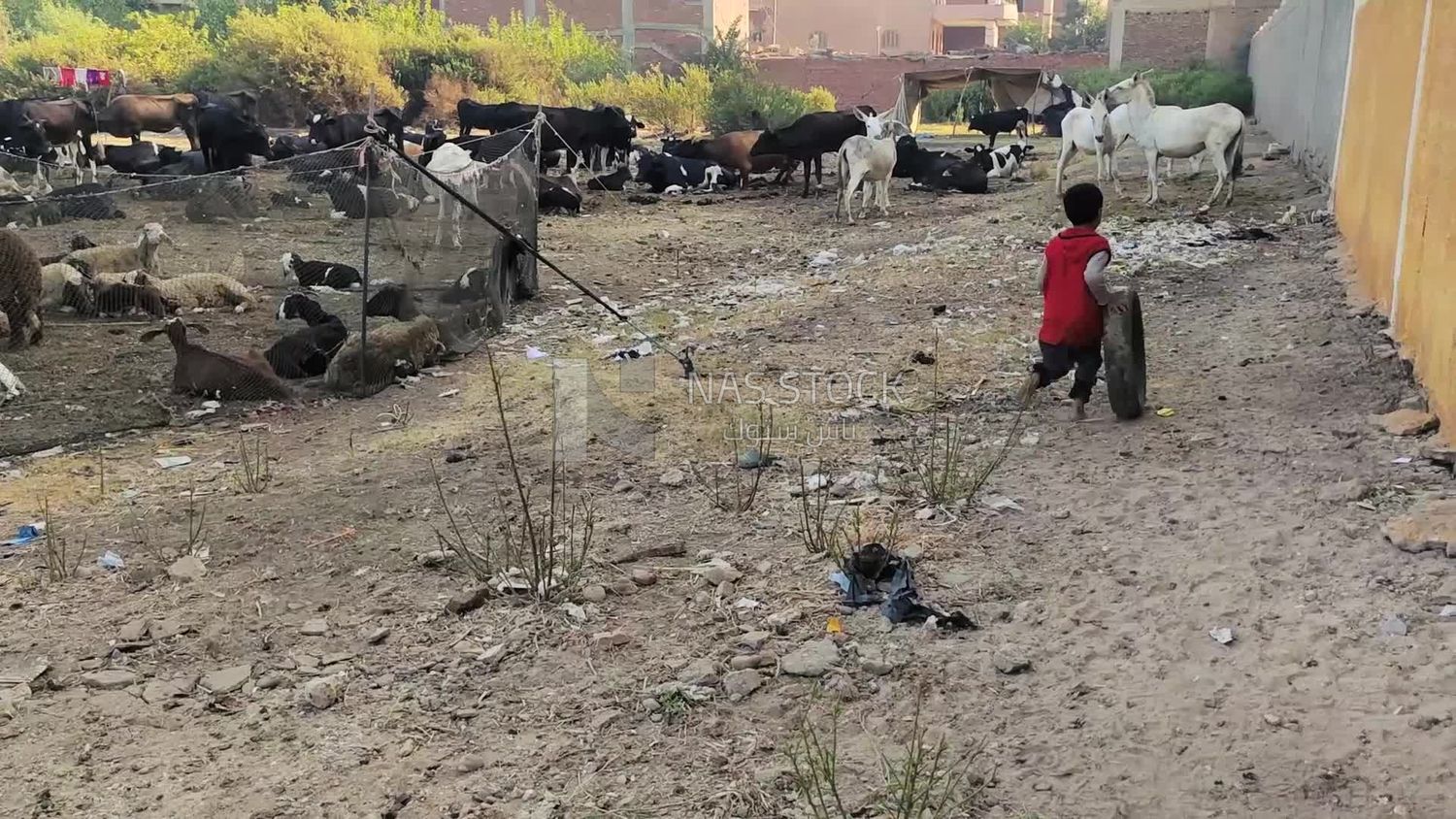 Young boy plays with a car tire among sheep