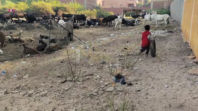 Young boy plays with a car tire among sheep