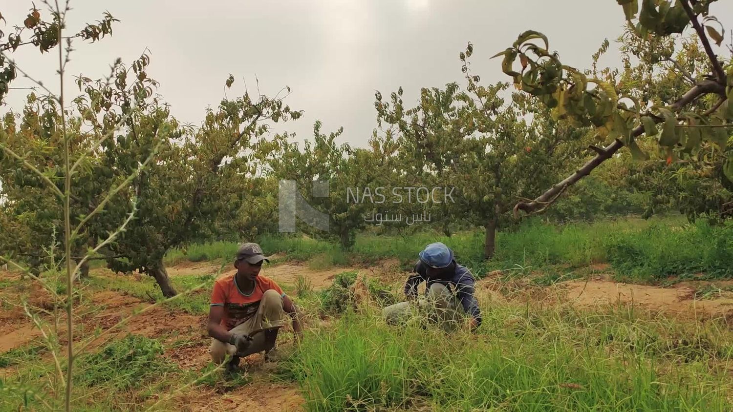 Tow men working on a farm