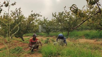 Tow men working on a farm