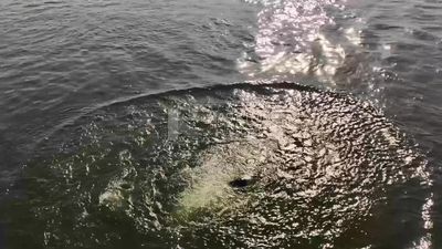 Young man enjoys jumping and swimming in the Nile River