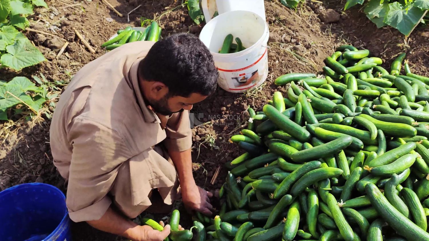 Egyptian farmer sorting the cucumber crop and ensuring the safety of the crop