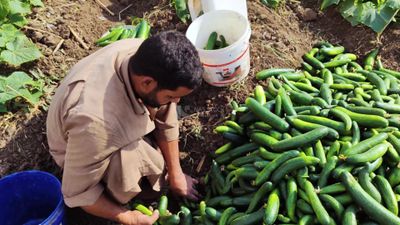 Egyptian farmer sorting the cucumber crop and ensuring the safety of the crop