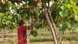 Farmer picking and harvesting grapes