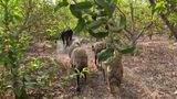 Group of livestock (buffalo and sheep) walking in a herd