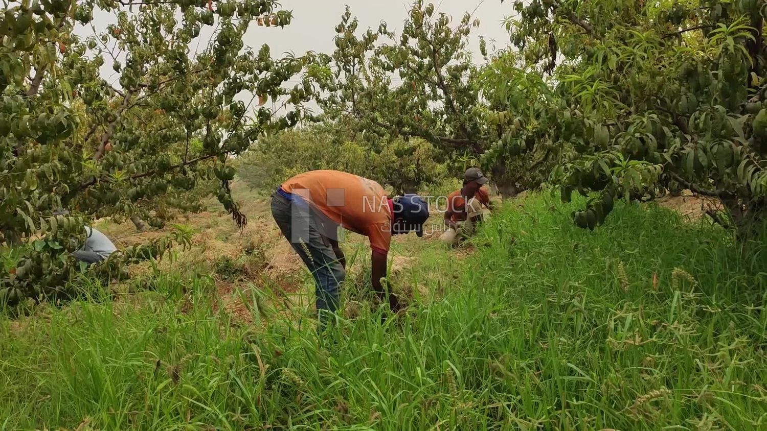 Group of men working on a farm