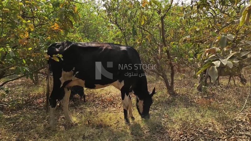 Large cow eating grass in the pasture