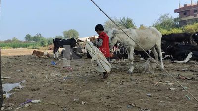 Little boy playing in the cattle pasture and trying to fly a kite