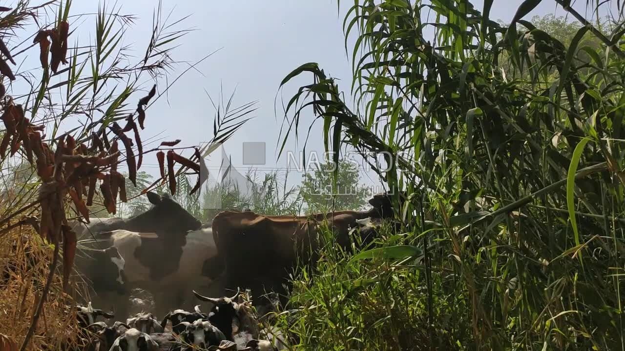 Shepherd leads his sheep in the fields and pastures