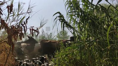 Shepherd leads his sheep in the fields and pastures