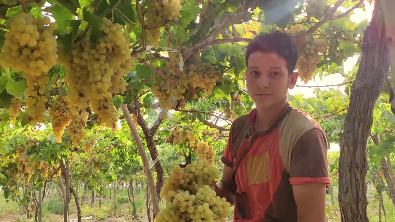 Farmer picking and harvesting grapes