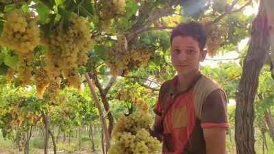 Farmer picking and harvesting grapes