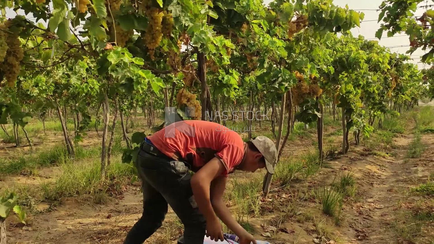 Farmer picking and harvesting grapes