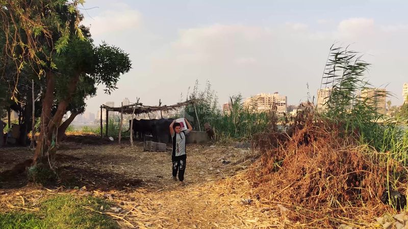 Agricultural land with a small pasture for cows in Egypt