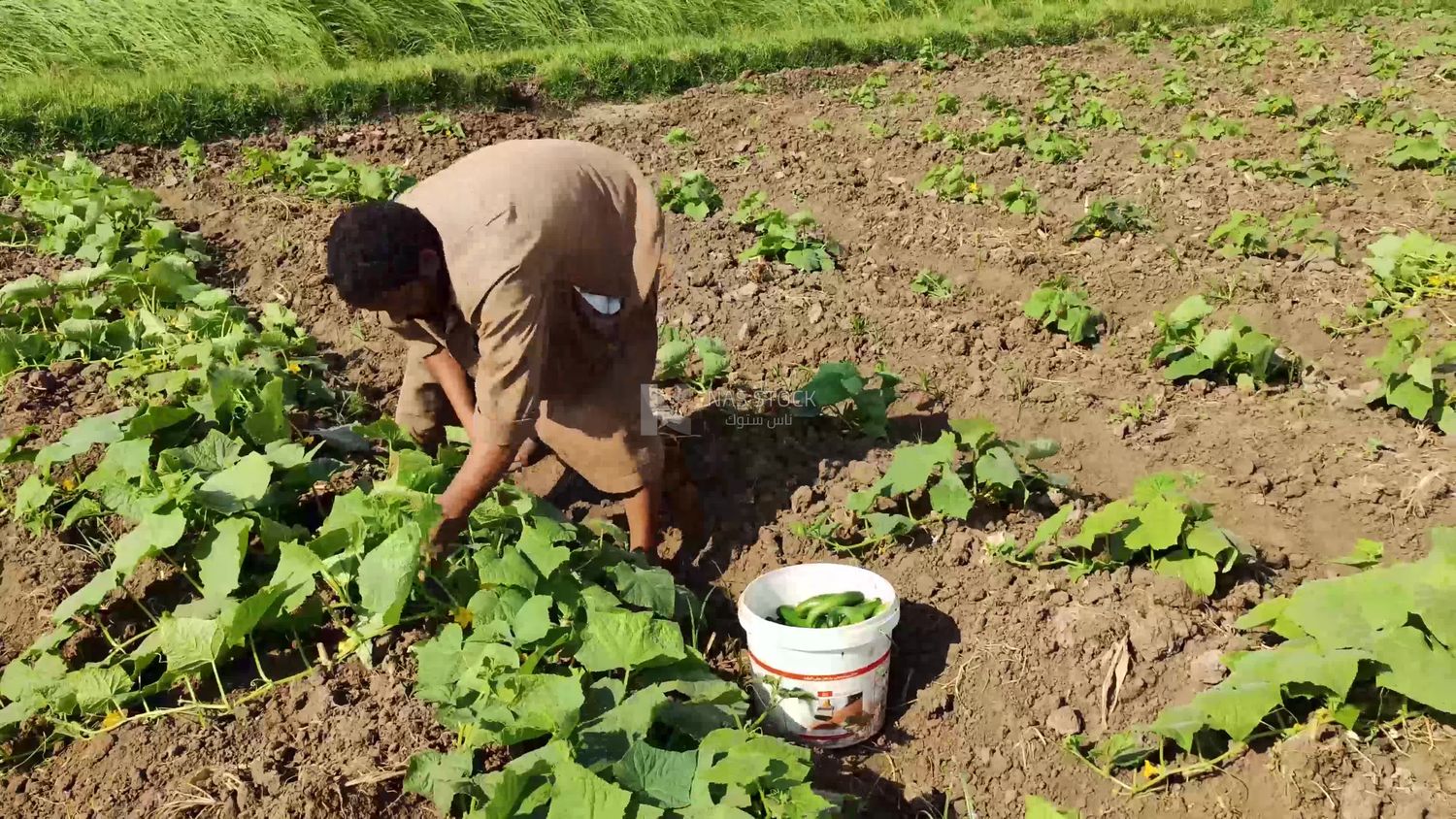Cucumber harvest season