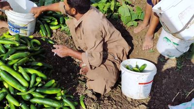 Egyptian farmer sorting the cucumber crop and ensuring the safety of the crop