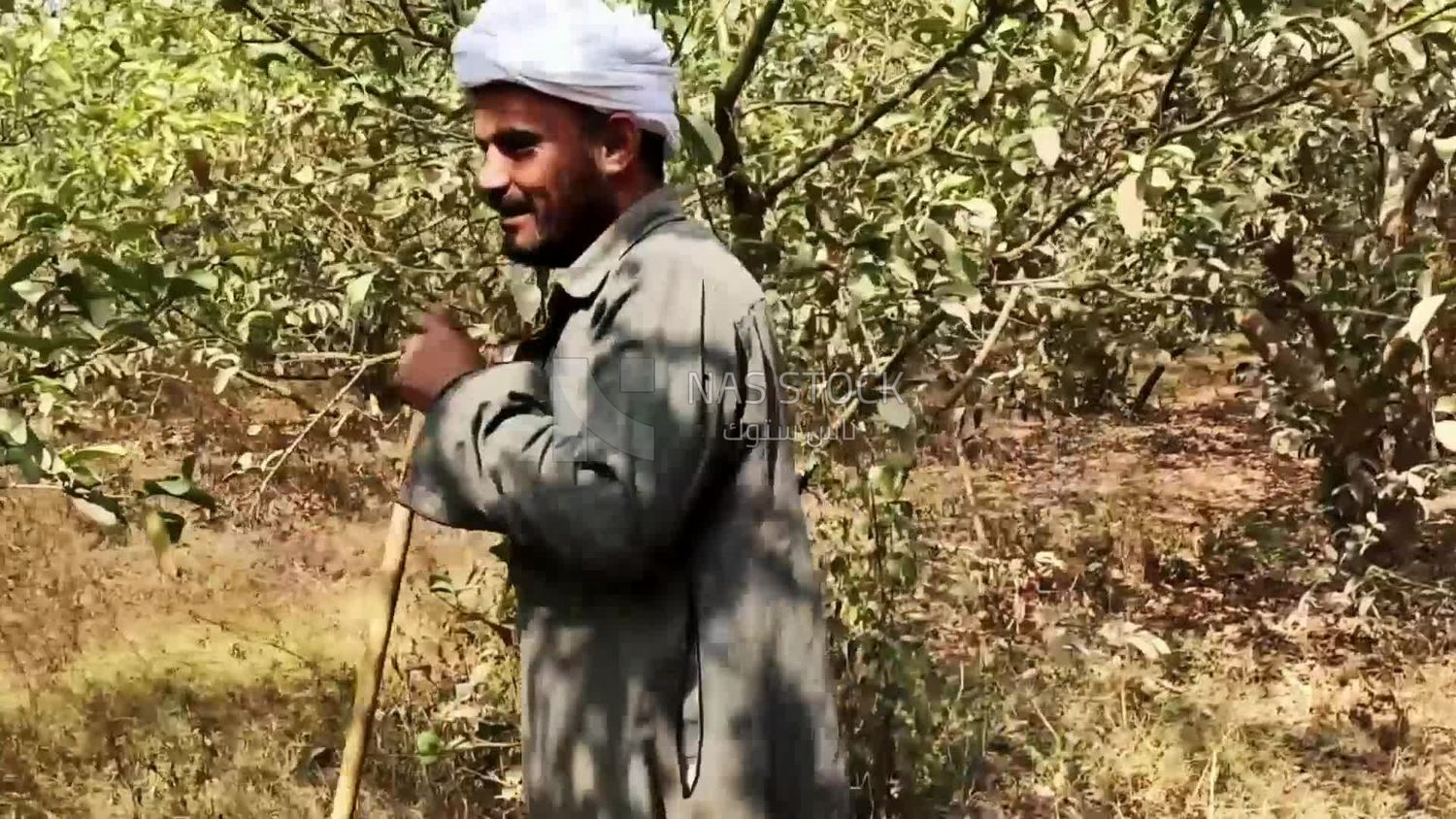 Farmer from the Egyptian countryside walking among the fields and agricultural lands