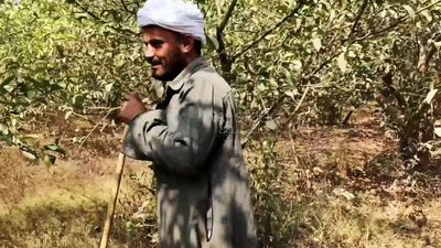 مزارع من الريف المصرى يسير وسط الحقول والأراضي الزراعية
