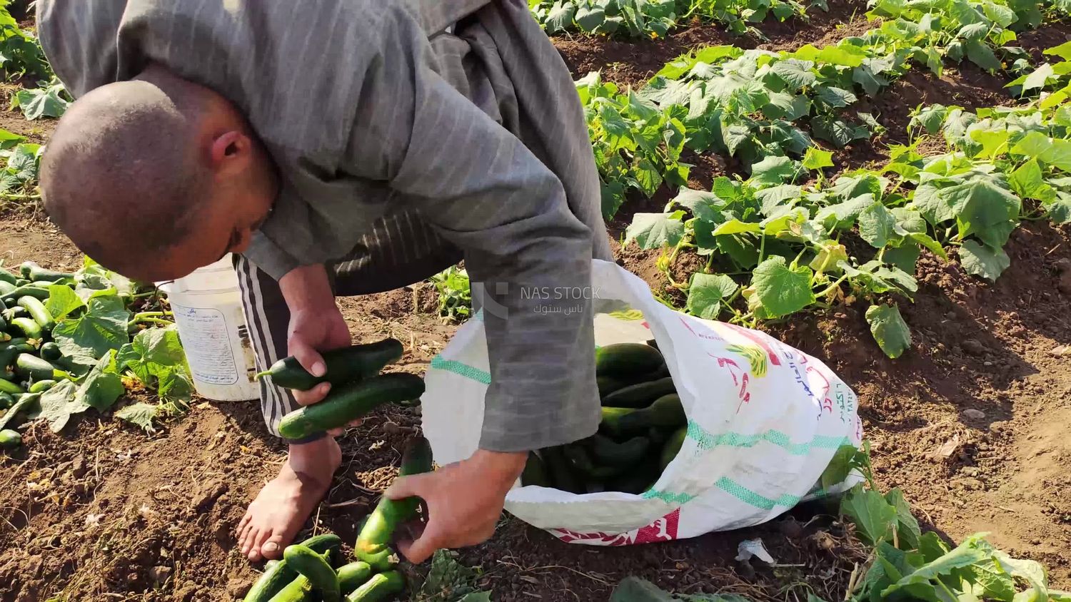 Farmer packing bags of cucumber crop to sell