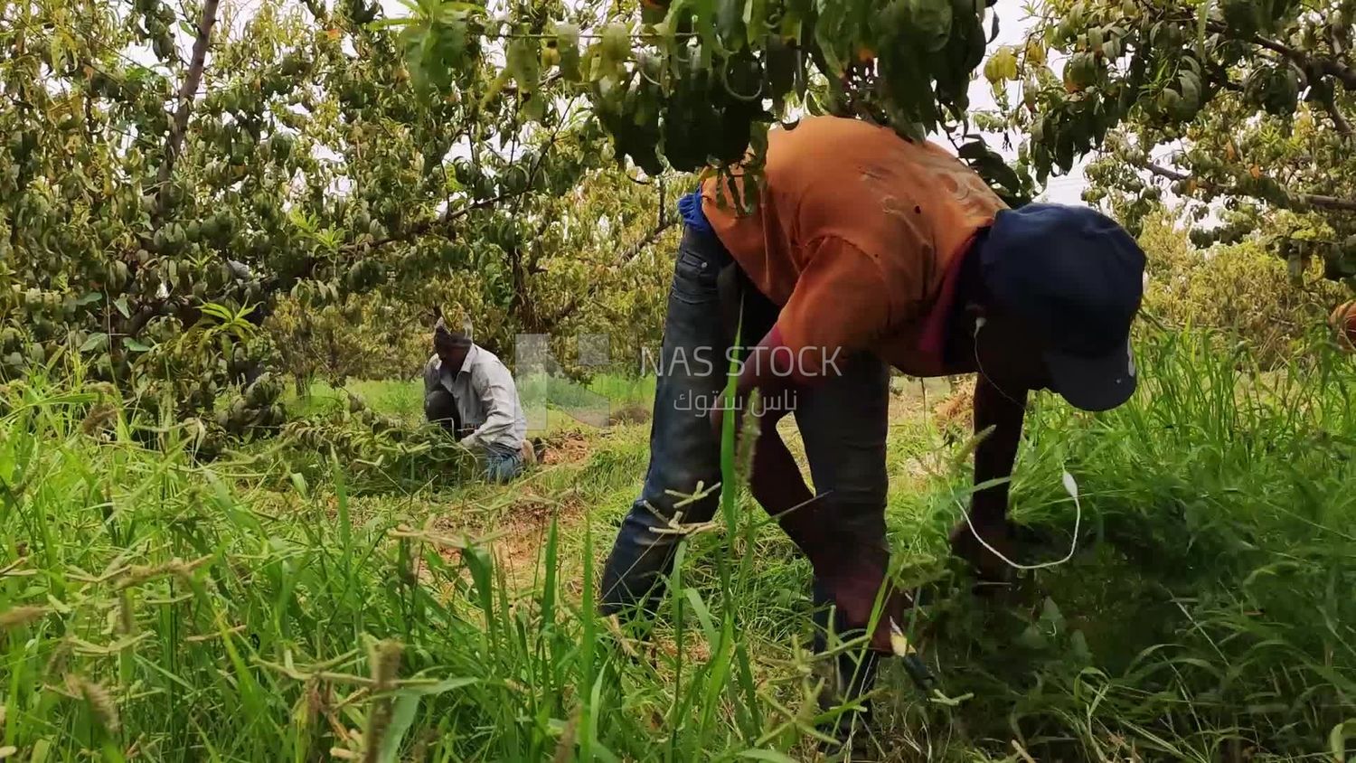 Farmers working in the field