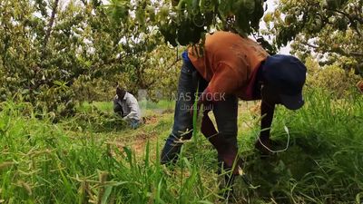 Farmers working in the field