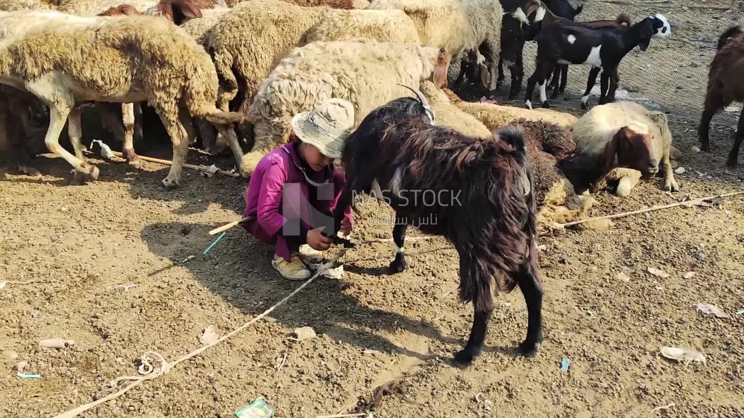 Little goat is stuck in a rope and a girl is trying to free it