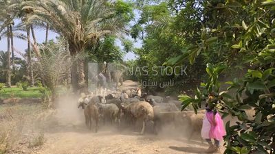 Shepherd leads his sheep in the fields and pastures