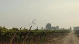 Trees of grapes on a farm