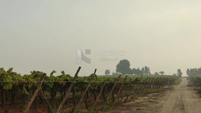 Trees of grapes on a farm