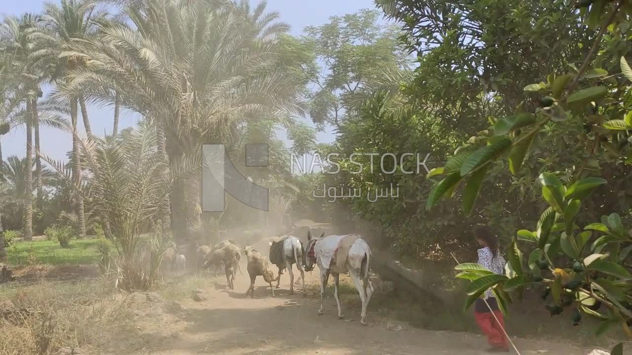 Cattle walking in a herd and behind them a young girl taking care of them