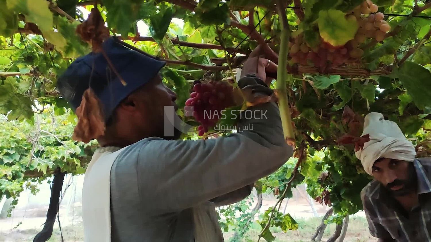 Farmer picking and harvesting grapes