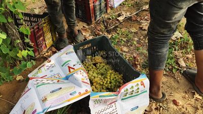 Farmer packing grapes in crates for shipment and export
