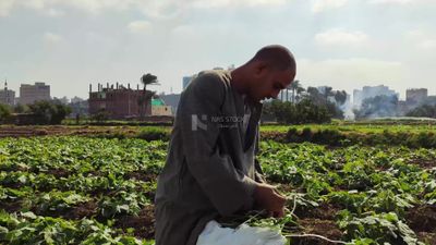 Farmer seals a bag in which the crop has been packed to be sold and shipped