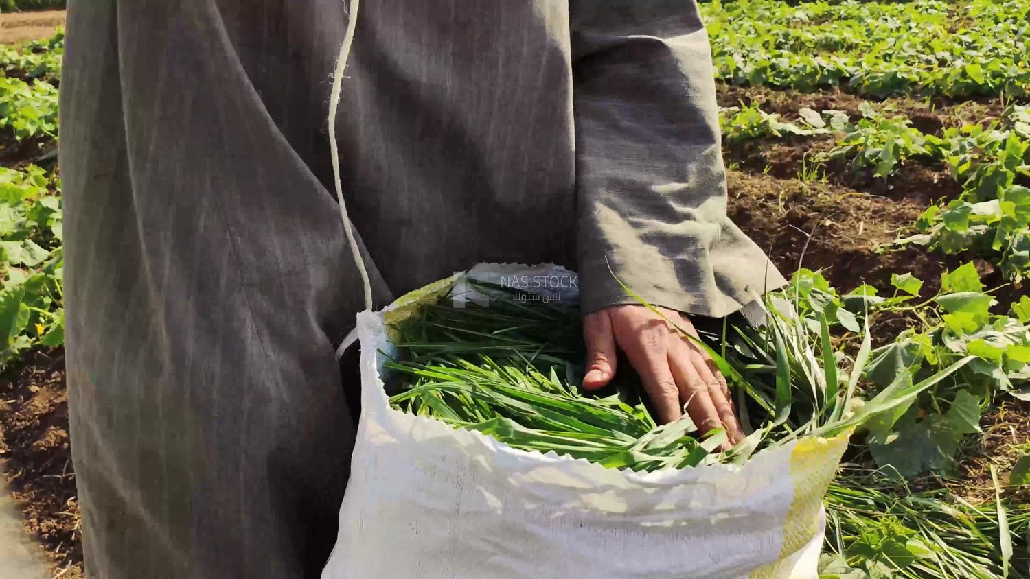 Farmer seals a bag in which the crop has been packed to be sold and shipped